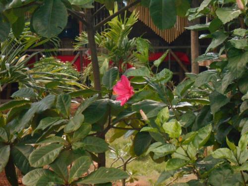 Hostal Jungle Flower Guest House