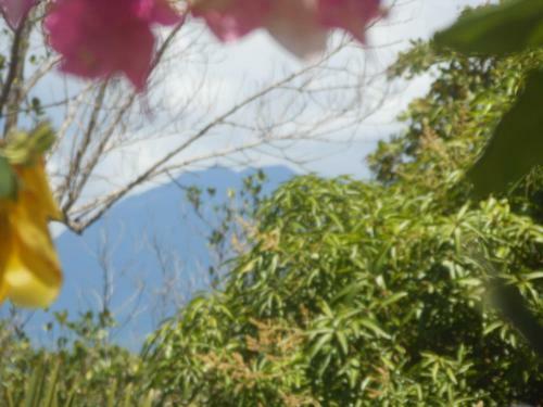 Hostal Jungle Flower Guest House