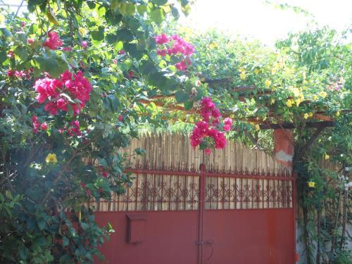 Hostal Jungle Flower Guest House