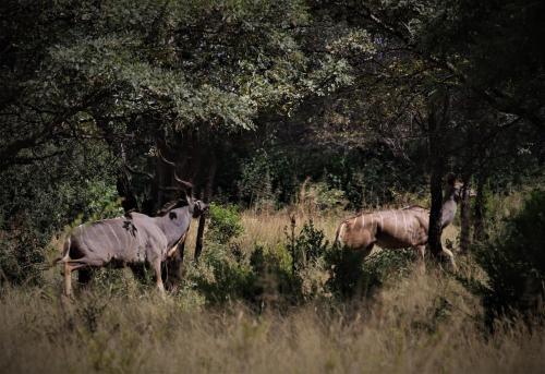 Lodge Moletani Game Ranch