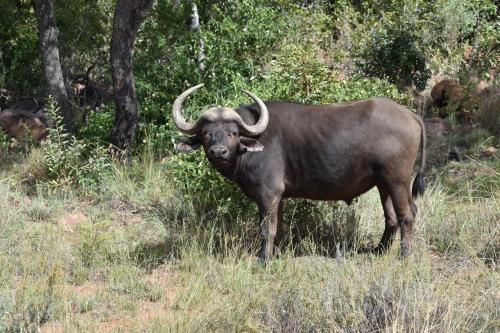 Lodge Moletani Game Ranch