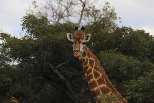 Lodge Moletani Game Ranch