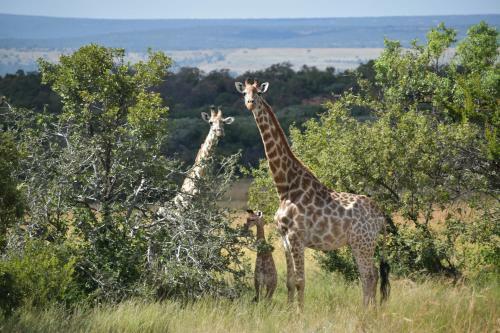 Lodge Moletani Game Ranch