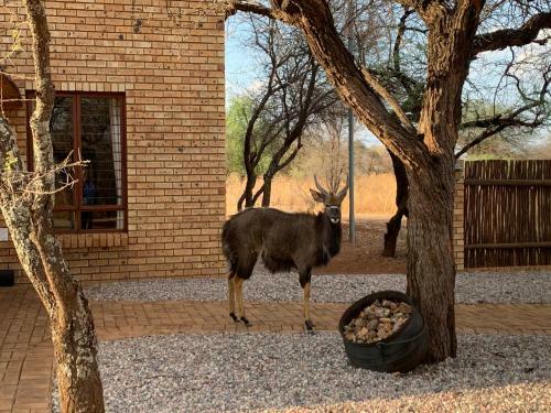 Makhato Bush Lodge 111