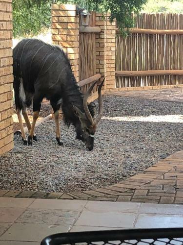 Makhato Bush Lodge 111