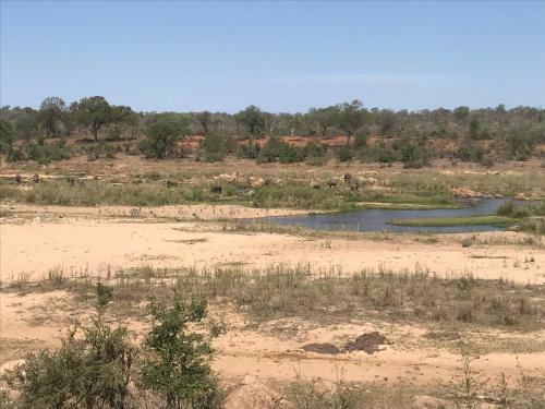 Rhinos Rest