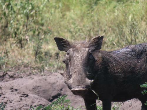 Bush And Gables Lodge