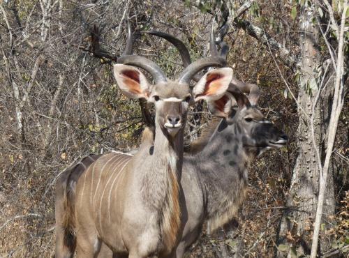 Weltevrede Lodge - Self Catering Houses