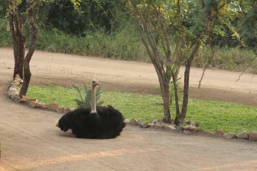 Hostal Kruger Afrique Lodge