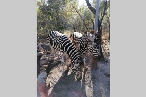 The Aloes Bush Lodge