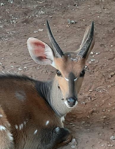 Kiburi Cottage @ Kruger