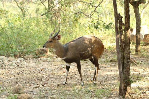 Villa Owl House Marloth Park