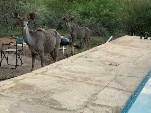 Apartamento Marloth Park Giraffe's Bush Villa