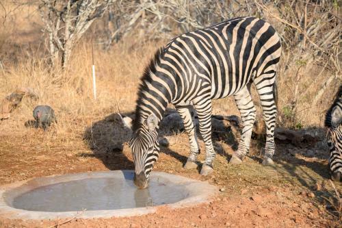 Apartamento Marloth Park Giraffe's Bush Villa