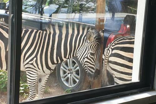 Marloth Park, Kruger Safari House
