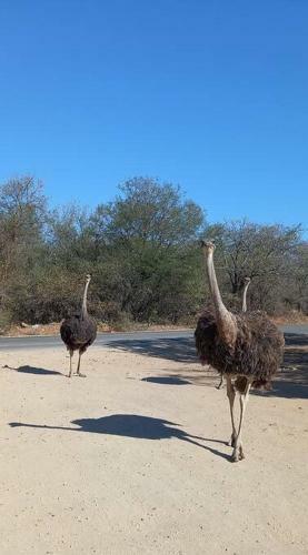 Guinea Fowl Cabanas Marloth Park
