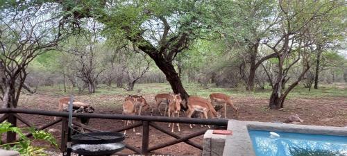 Guinea Fowl Cabanas Marloth Park
