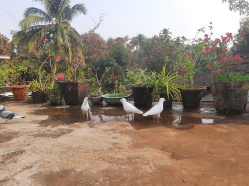 Apartamento Palolem 59
