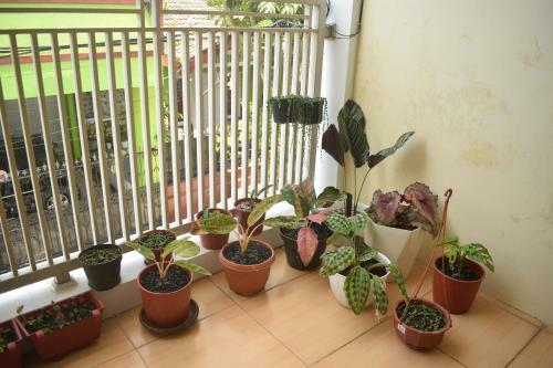 Sunshine Homestay