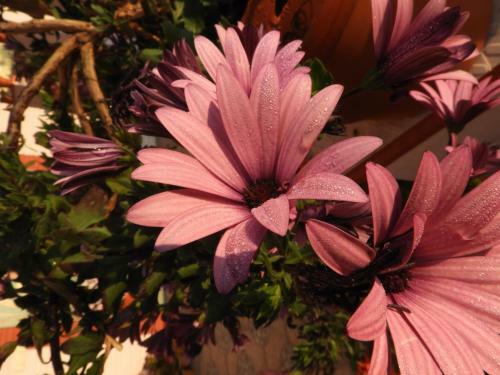 Villa Astha Homestay - Feeling Homely