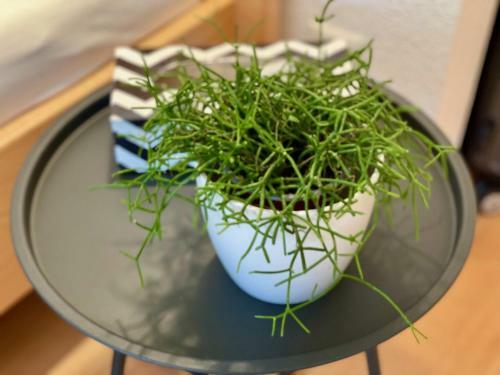 Hostal Appartements G�stehaus Gallob