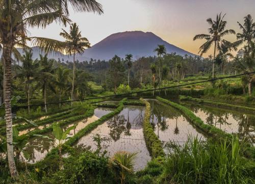 Dana Bali Ricefield Villa