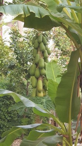 Baanlungchuhomestay