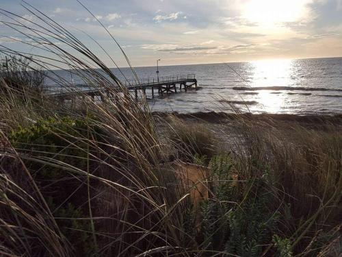 Seagrass 3