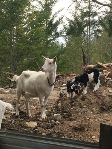 Hostal Maple Heart Ranch