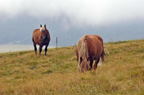 Bed & Breakfast Le Francillon
