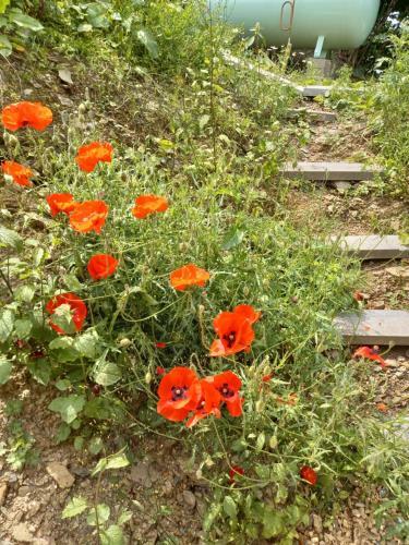 Le Chalet Des Oisa�