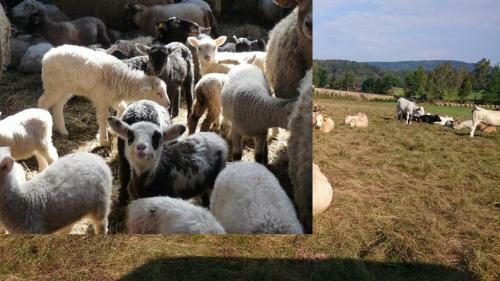 Stanov�n� Na Farm?, M�sto Pro V�? Stan ?i Karavan-dv? Noci