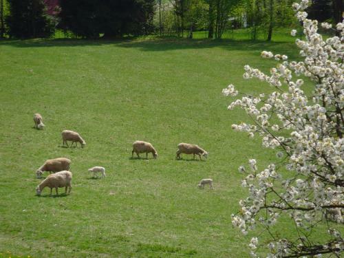 Agroturismo Na Zvonici