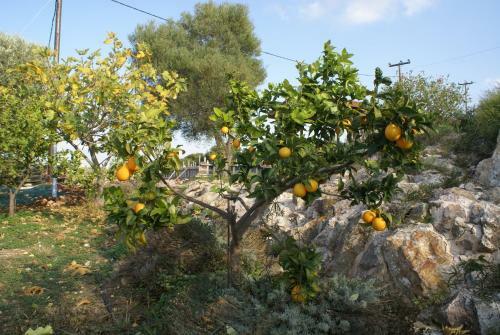 O Ioannis