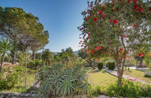 Olive Tree Apartment