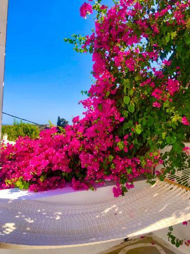The Summer Pink House