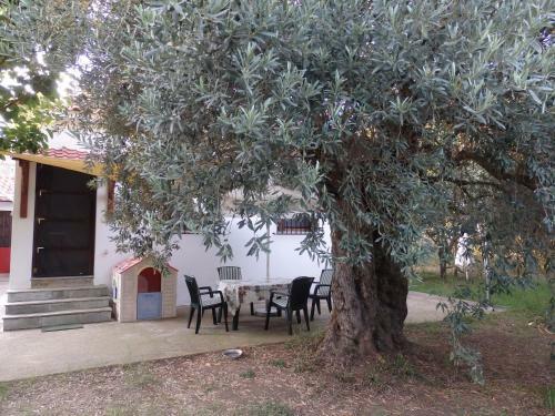 The Small House In The Olive Grove