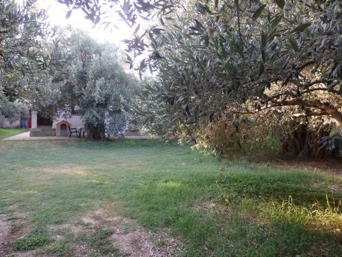 The Small House In The Olive Grove