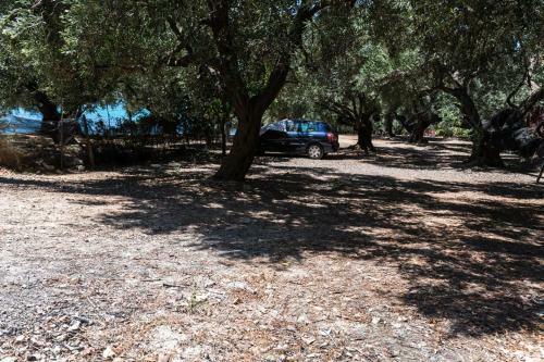 Olive Tree Villa