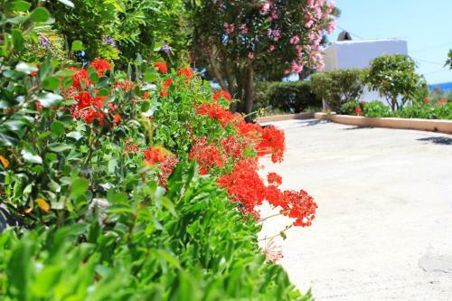 Apartamento Traditional Olive House