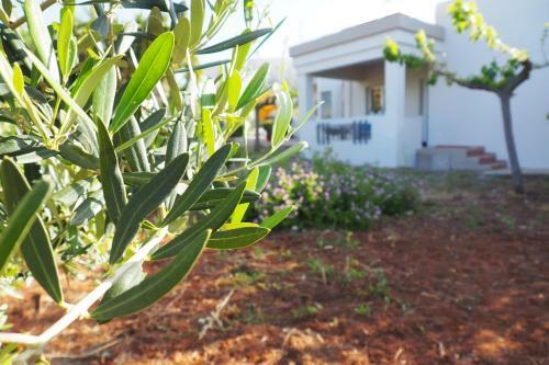 Olive House