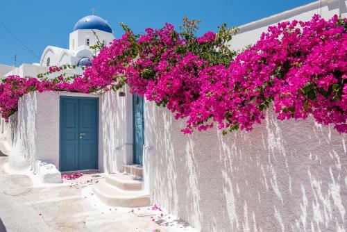 The Bougainvillea