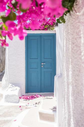 The Bougainvillea