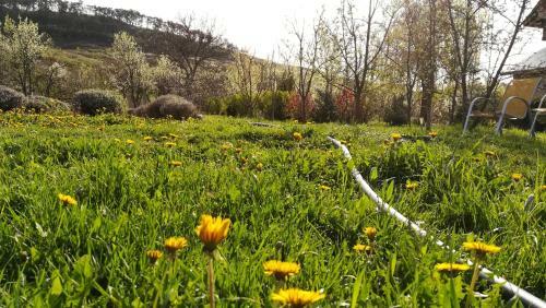 Lavander Garden Camping