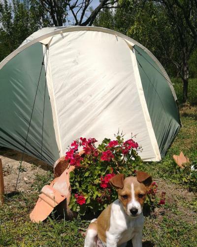Lavander Garden Camping