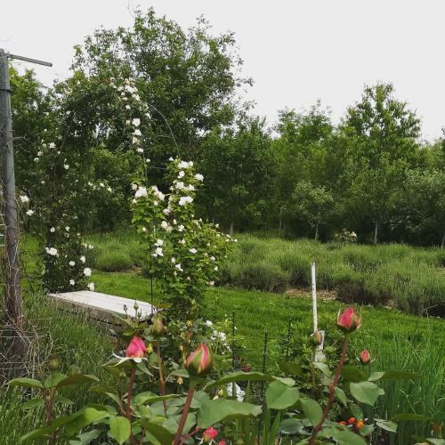 Lavander Garden Camping