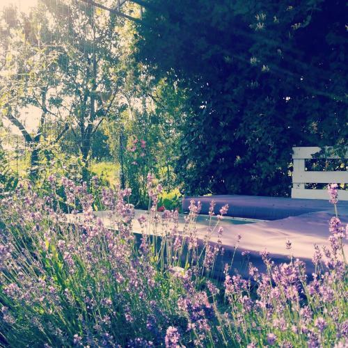 Lavander Garden Camping