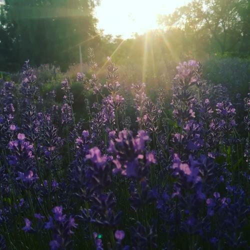 Lavander Garden Camping