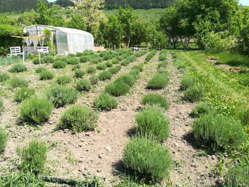 Lavander Garden Camping