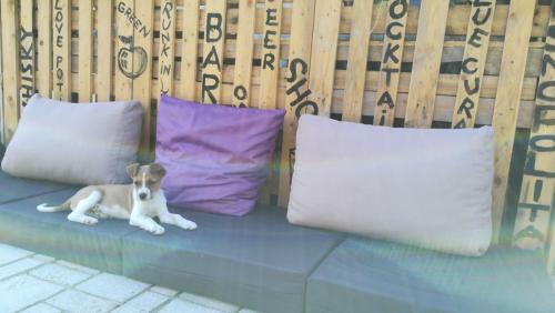 Lavander Garden Camping
